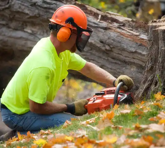 tree services Belleplain